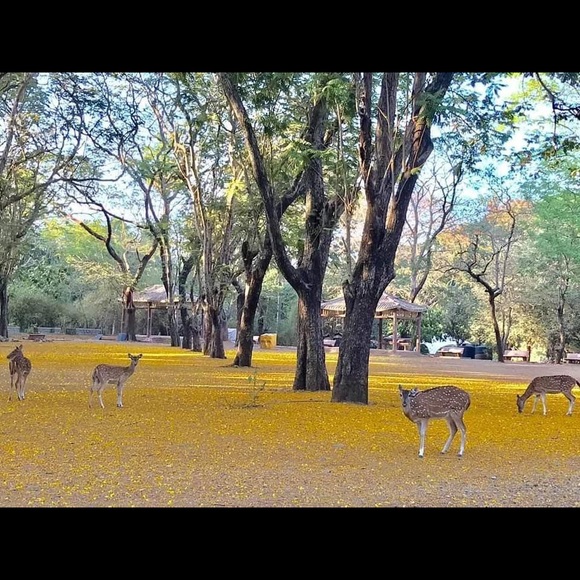 Meet your Posher, Mandeep - Picture 1 of 1